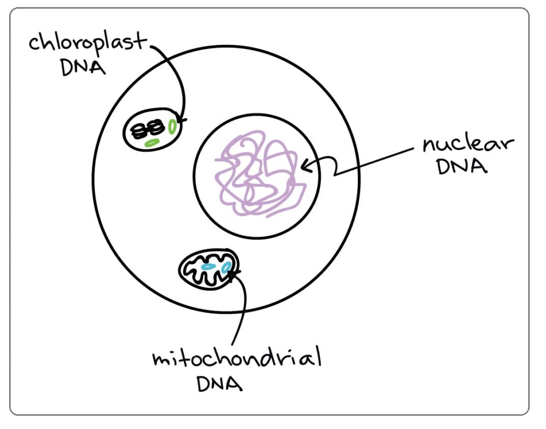The bulk of DNA is found in chromosomes in the nucleus of eukaryotic cells, although some is also present in mitochondr…