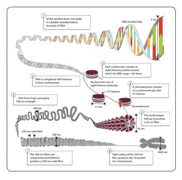 As a whole, DNA and its associated histones make up chromatin in the nucleus.