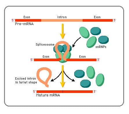 Splicing is accomplished by the spliceosome.