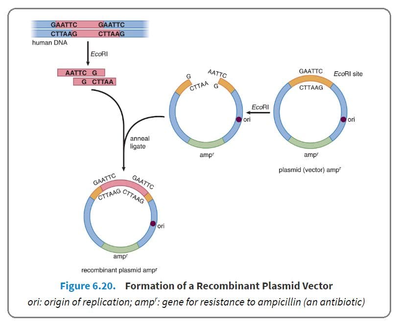 Once the fragment binds to the plasmid, it can be introduced into a bacterial cell and permitted to replicate.