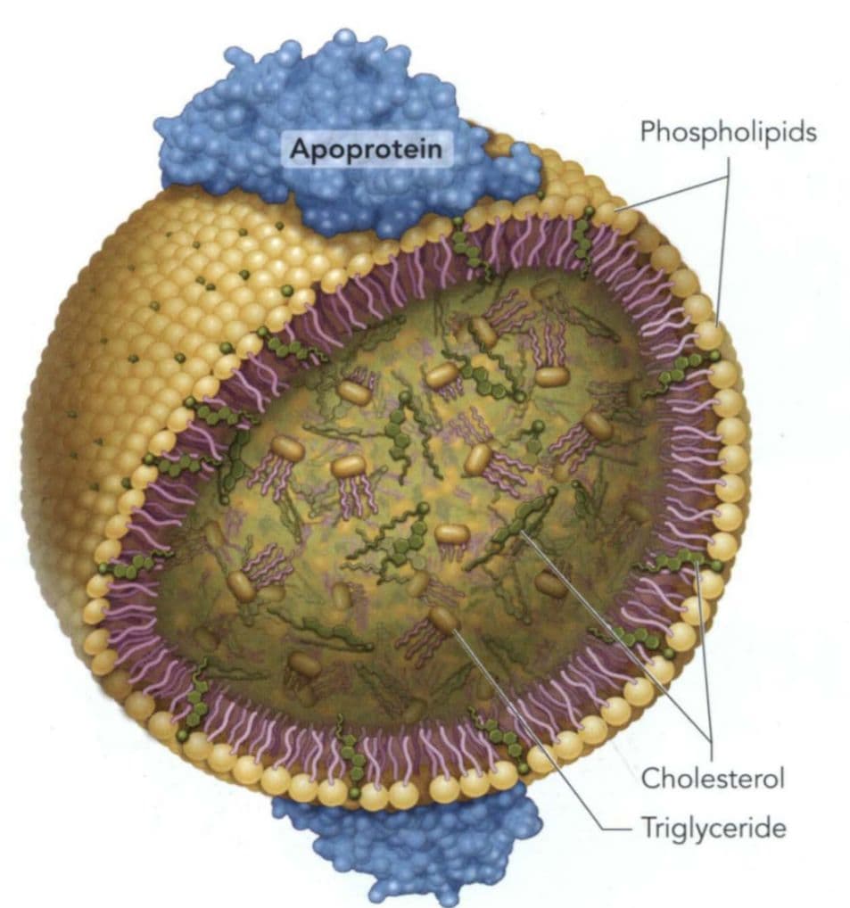 A lipoprotein contains a lipid core surrounded by phospholipids and apoproteins.
