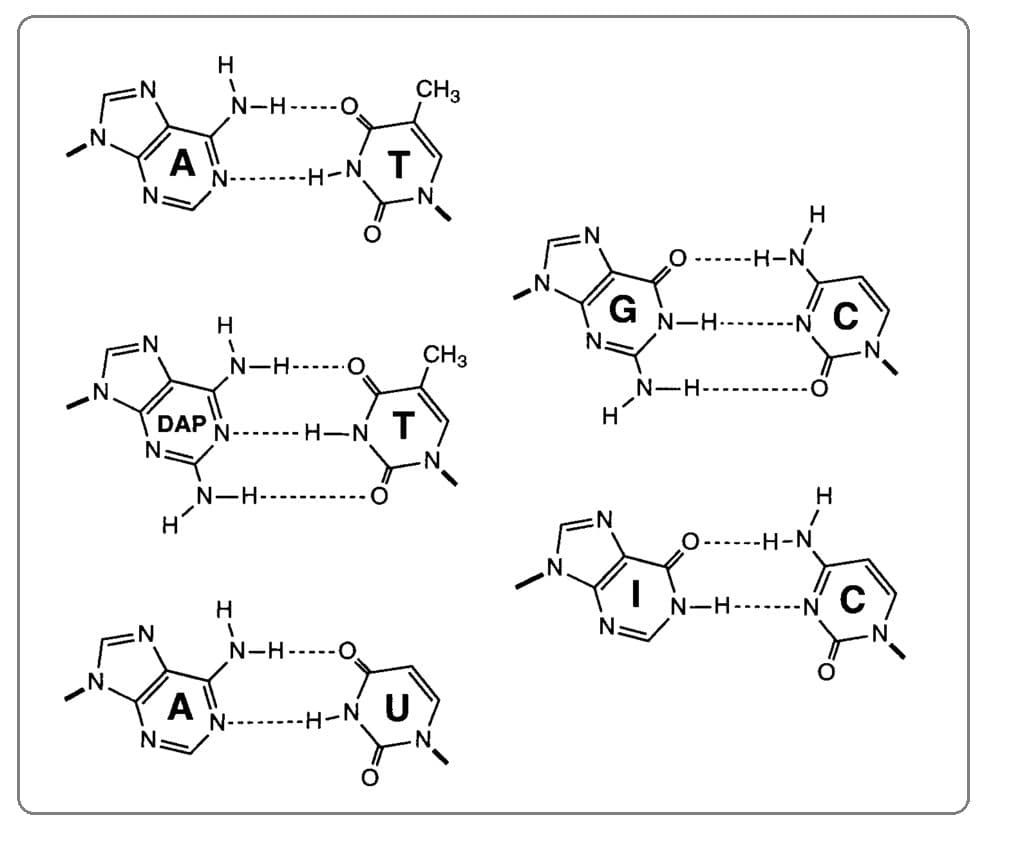 In RNA, A pairs with U (via two hydrogen bonds).