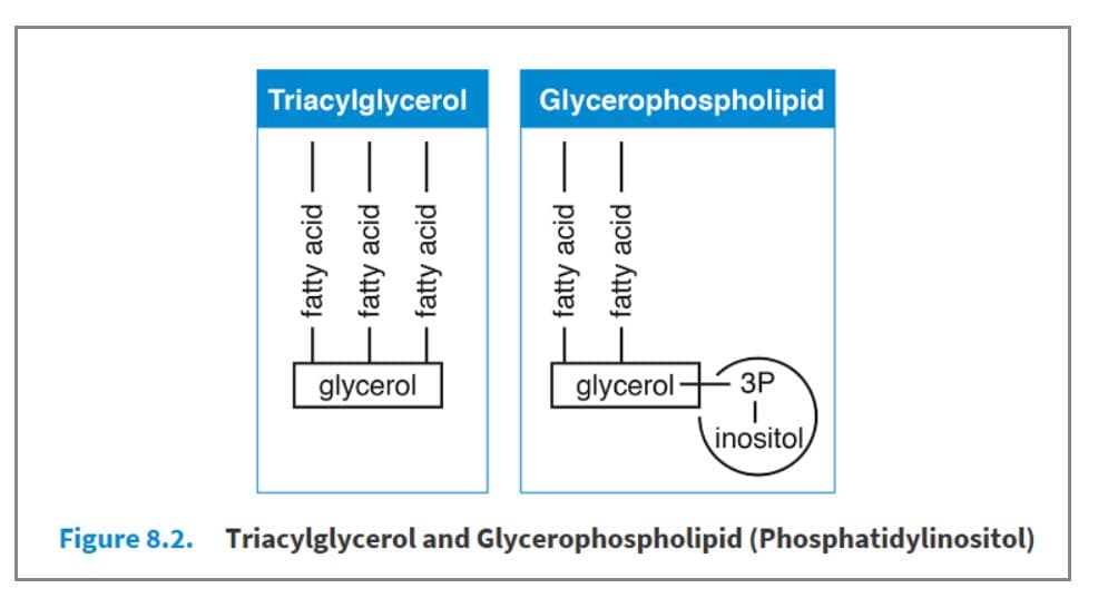 Triacylglycerols are also referred to as triglycerides .