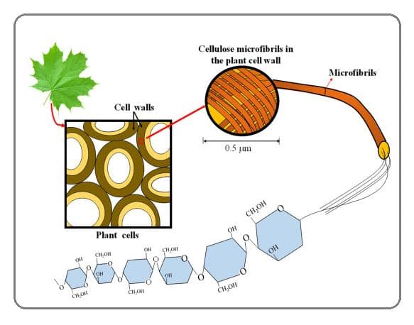 Cellulose is the main structural component for plant cell walls and is a main source of fiber in the human diet.