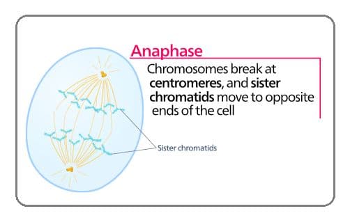 Centromeres contain a high GC-content to maintain a strong bond between chromatids.