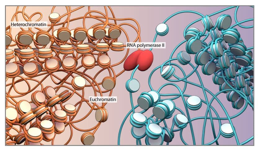 Remodeling of the chromatin structures regulates gene expression levels in the cell.