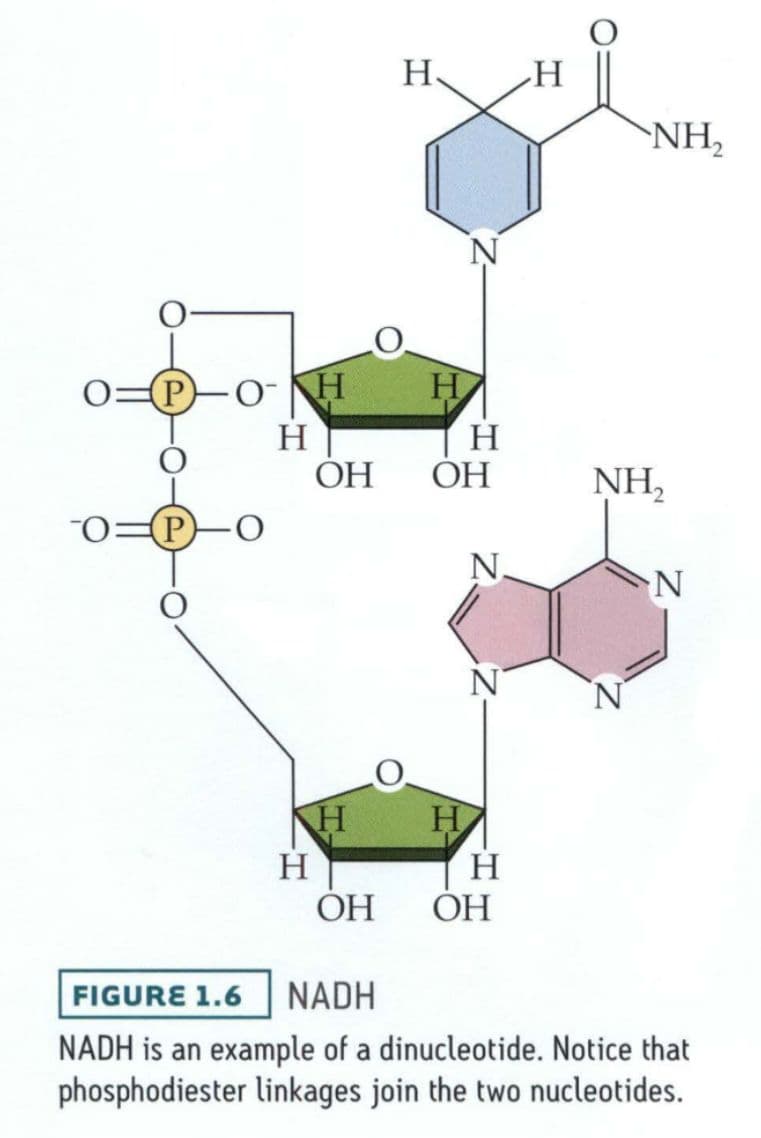 Nitrogenous bases can form weak hydrogen bonds with each other that stabilize the double-stranded structure of DNA.