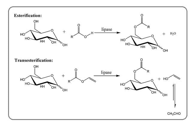 Sugars can react with carboxylic acids and their derivatives, forming esters ( esterification ).