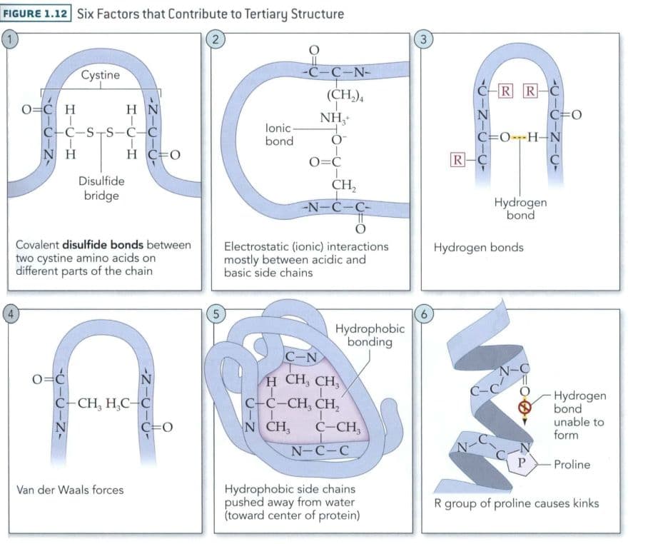 When two or more polypeptide chains bind together, they form the quaternary structure of the protein.