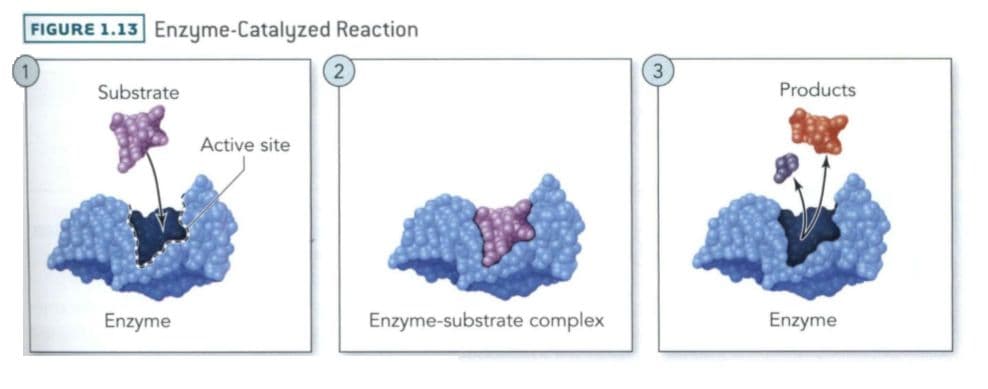 Enzymes have an active site, which is the site of catalysis.