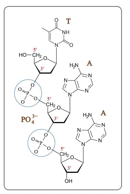 DNA and RNA strands have an overall negative charge, because of the phosphates.