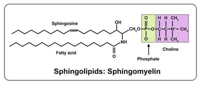 Sphingomyelins are the major class of sphingophospholipids.