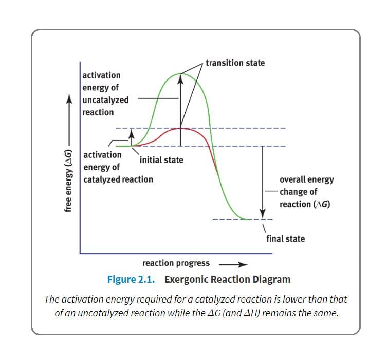 Enzymes lower the activation energy necessary for biological reactions.