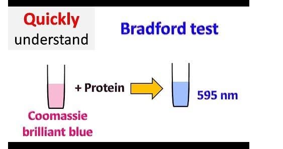 BCA assay, Lowry reagent assay, and Bradford protein assay each test for protein.