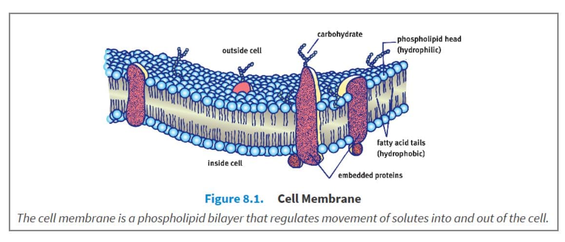 The theory that underlies the structure and function of the cell membrane is referred to as the fluid mosaic model.