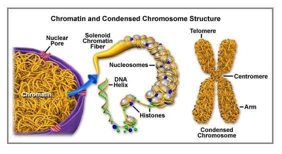 In order to get access to DNA, we need to do chromatin remodeling.