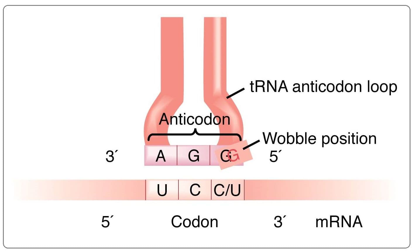 Redundancy and wobble (third base in the codon) allows mutations to occur in the genetic code without effects in the pr…