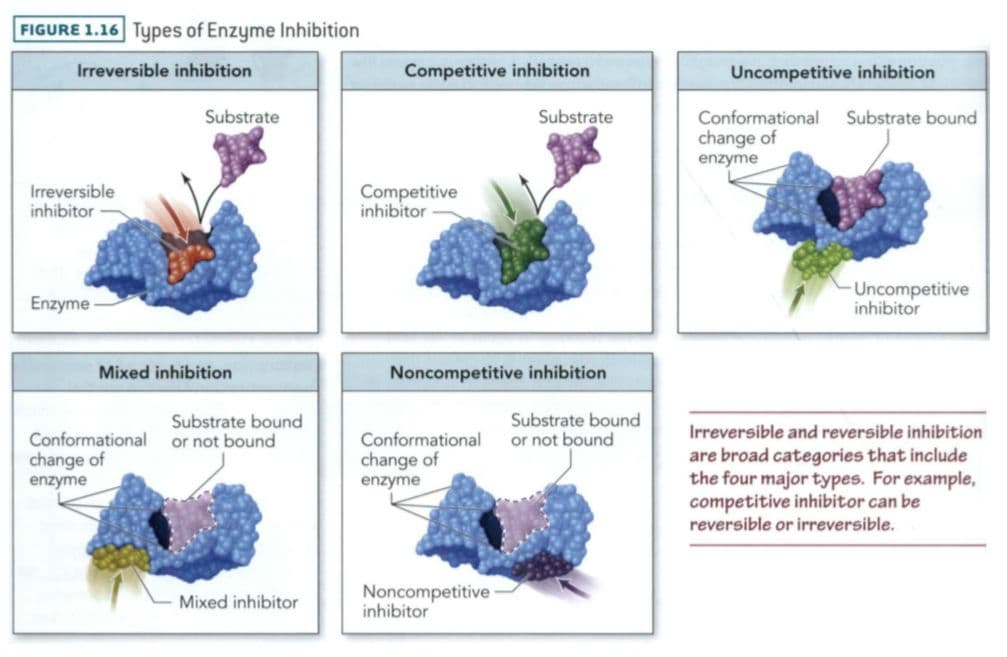 Noncompetitive inhibition results when the inhibitor binds with equal affinity to the enzyme and the enzyme–substrate c…