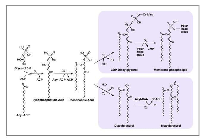 Glycerophospholipids are commonly known as phospholipids.