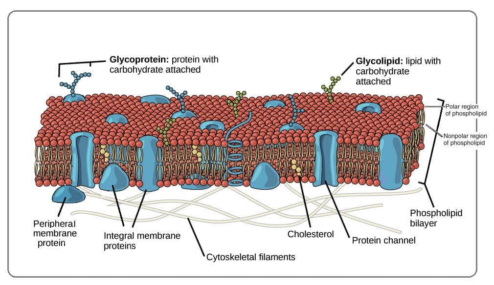 Phospholipids are amphipathic and form the bilayer of biological membranes.
