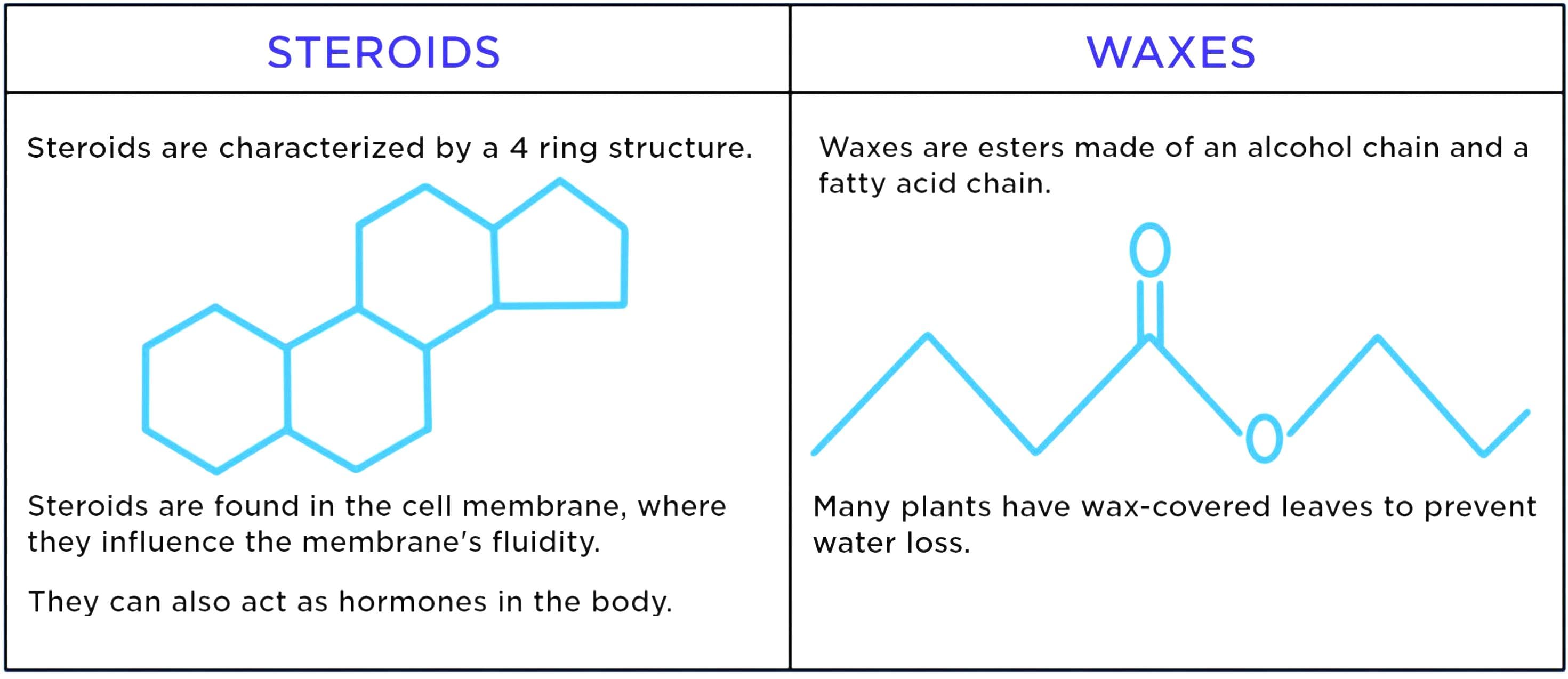 Steroids are four ringed structures.