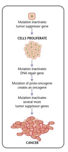 Oncogenes develop from mutations of proto-oncogenes.
