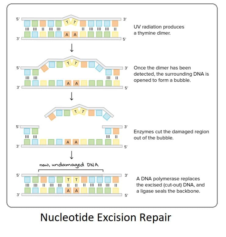 Nucleotide excision repair fixes lesions via a cut-and-patch process that requires an excision endonuclease.