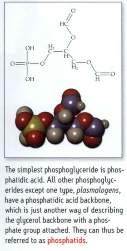 The simplest phosphoglyceride is phosphatidic acid.