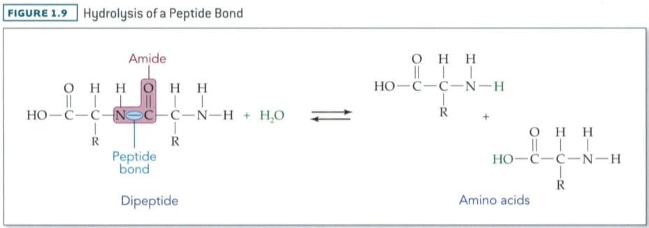 The R group is called the side chain of the amino acid.