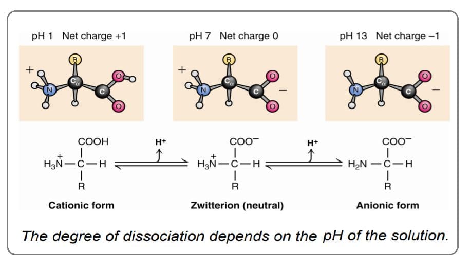 At near the pI of pH, the amino acid is a neutral zwitterion.