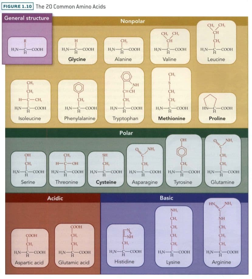 Amino acids are the building blocks of proteins.