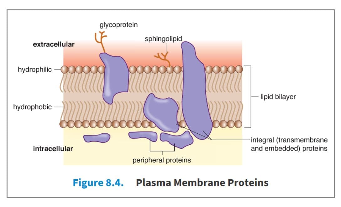 Together, transmembrane and embedded proteins are considered integral proteins.