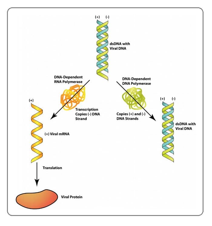 RNA is synthesized by a DNA-dependent RNA polymerase.