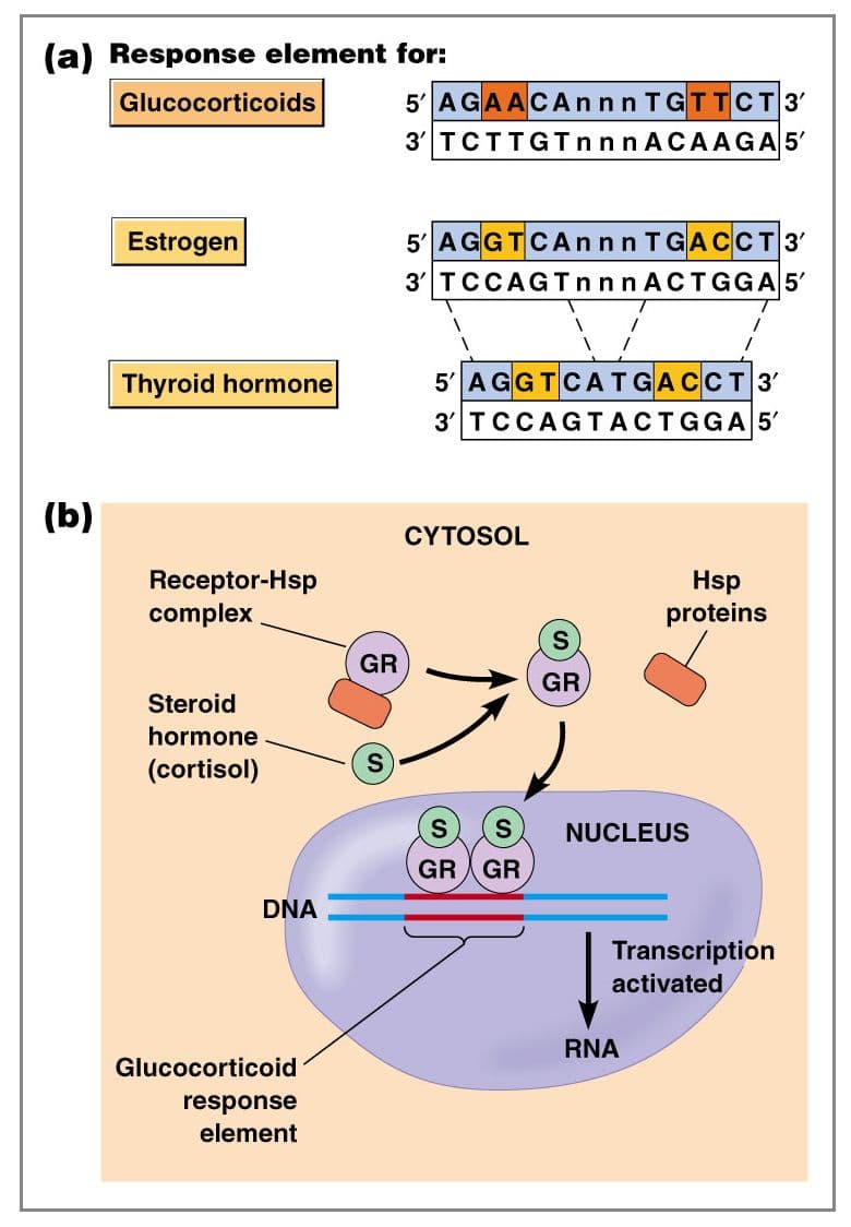 A DNA response element is a sequence of DNA that binds only to specific transcription factors.