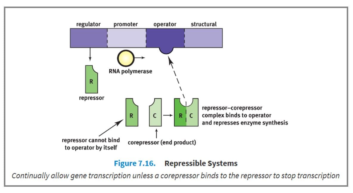 There are two types of operons: inducible systems and repressible systems.