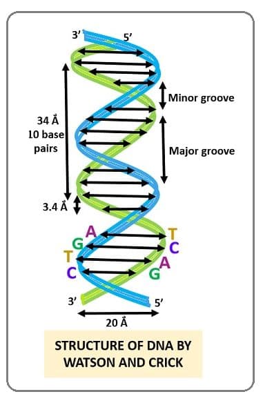 In DNA, there are two strands with antiparallel polarity, wound into a double helix.