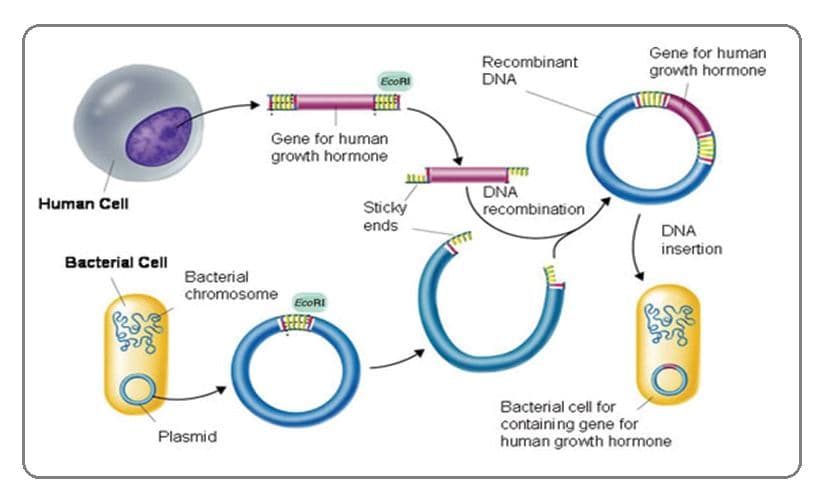 Recombinant DNA is DNA composed of nucleotides from two different sources.