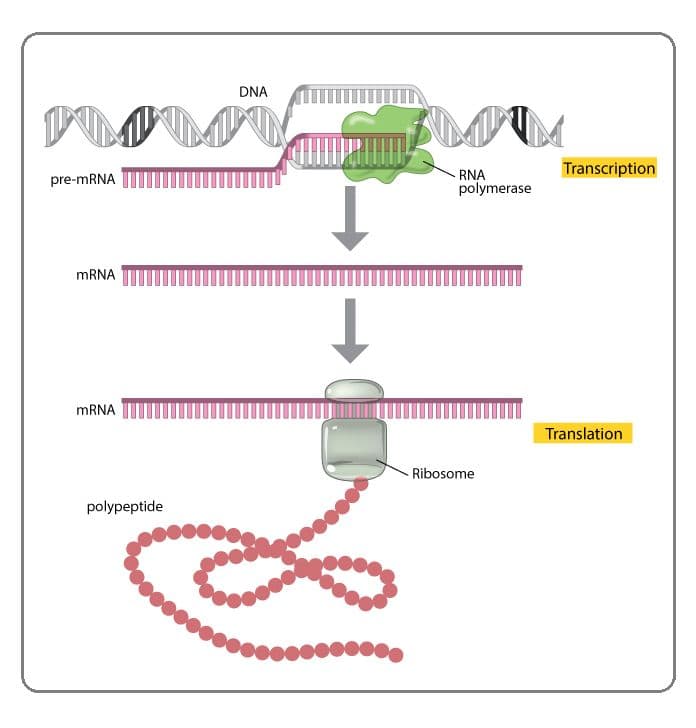 mRNA is transcribed from template DNA strands by RNA polymerase enzymes in the nucleus of cells.