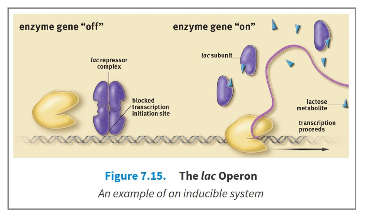 Bacteria can digest lactose, but it is more energetically expensive than digesting glucose.