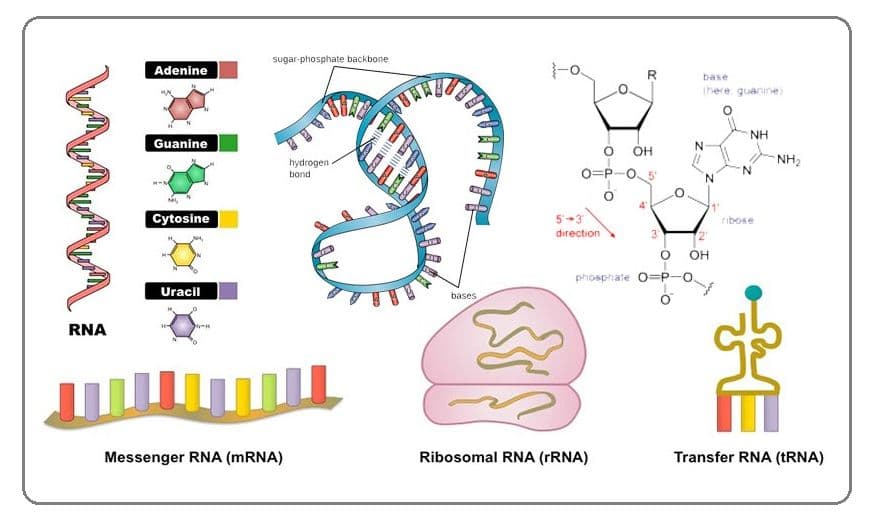 There are three main types of RNA found in cells: mRNA, tRNA, and rRNA.