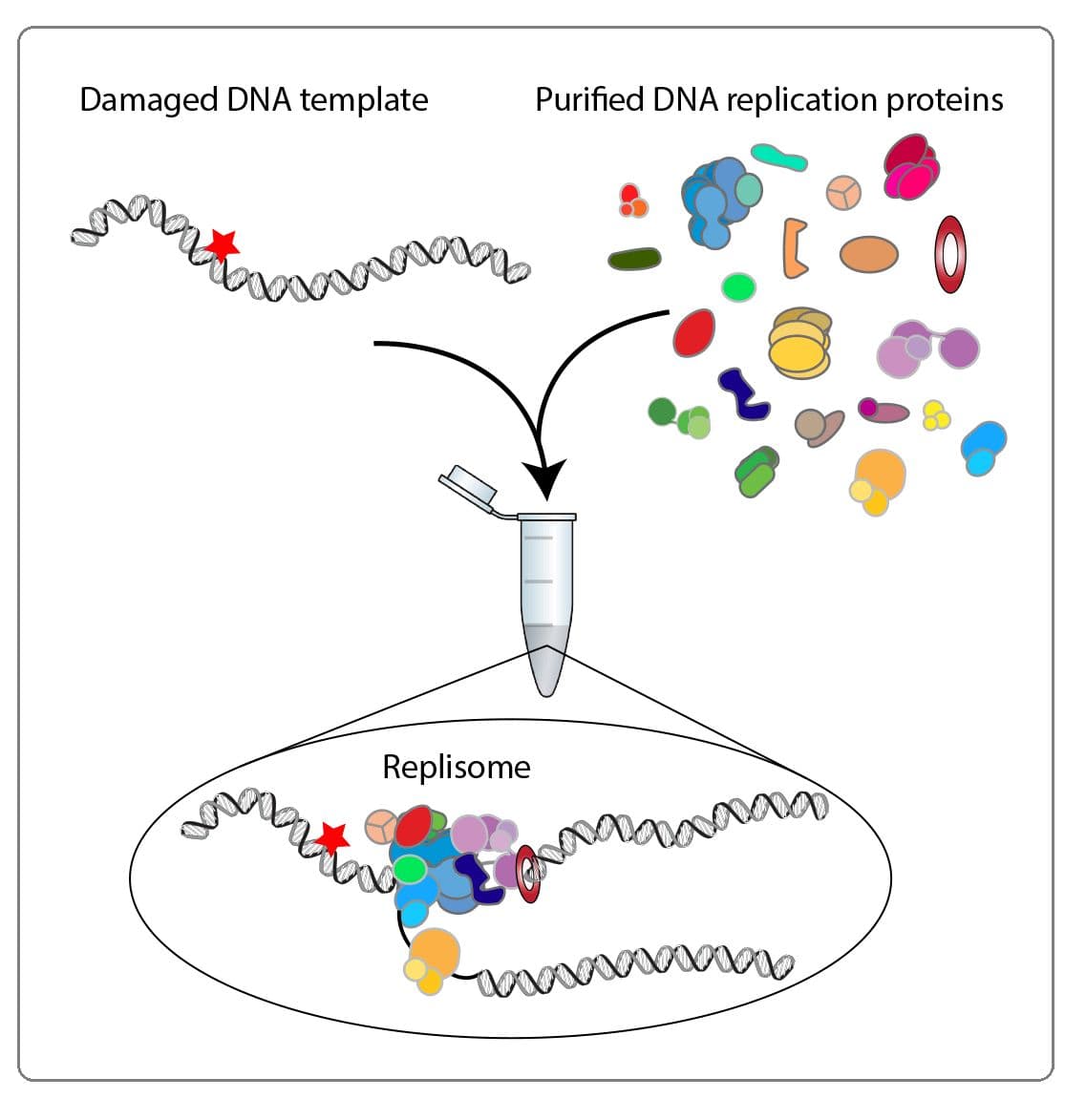 The replisome (replication complex) is a set of specialized proteins that assist the DNA polymerases.