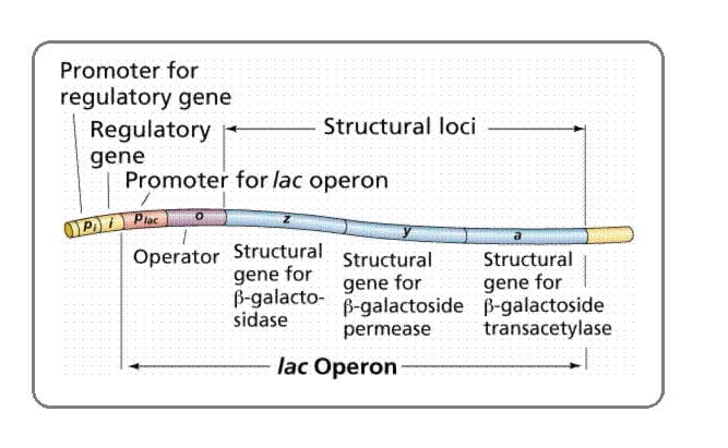The Jacob–Monod model is used to describe the structure and function of operons.