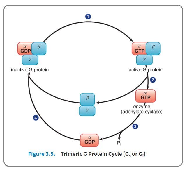 G protein-coupled receptors have a membrane-bound protein associated with a trimeric G protein.