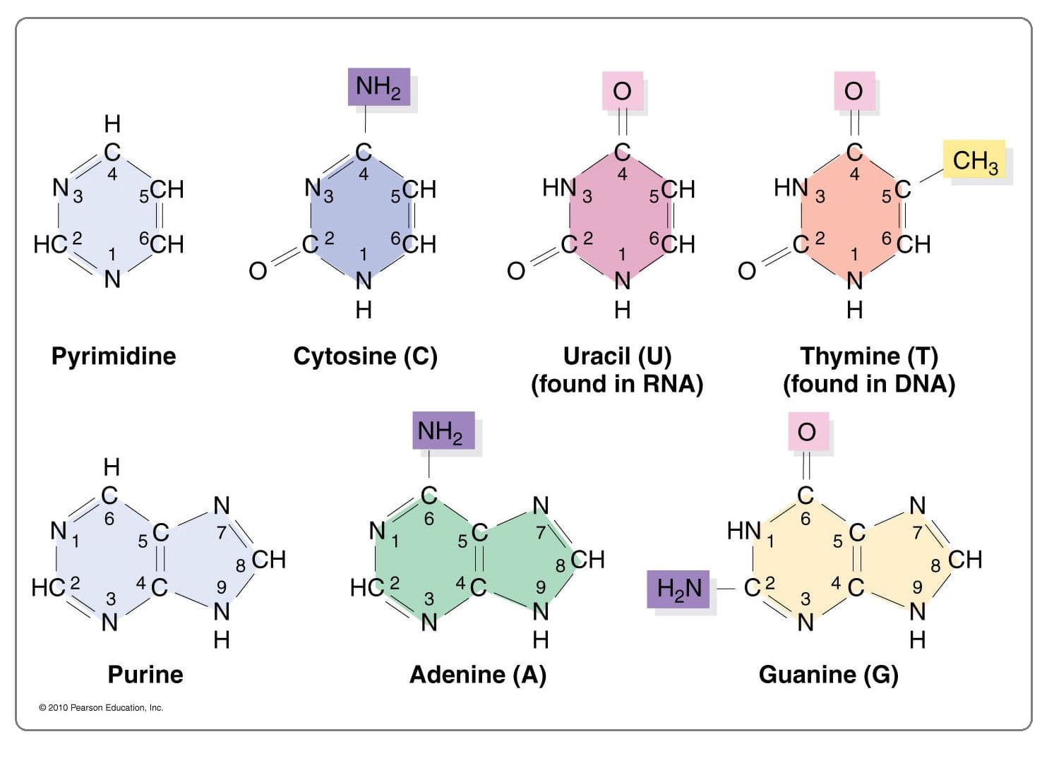 Purines (A and G) always pair with pyrimidines (C, U, and T).