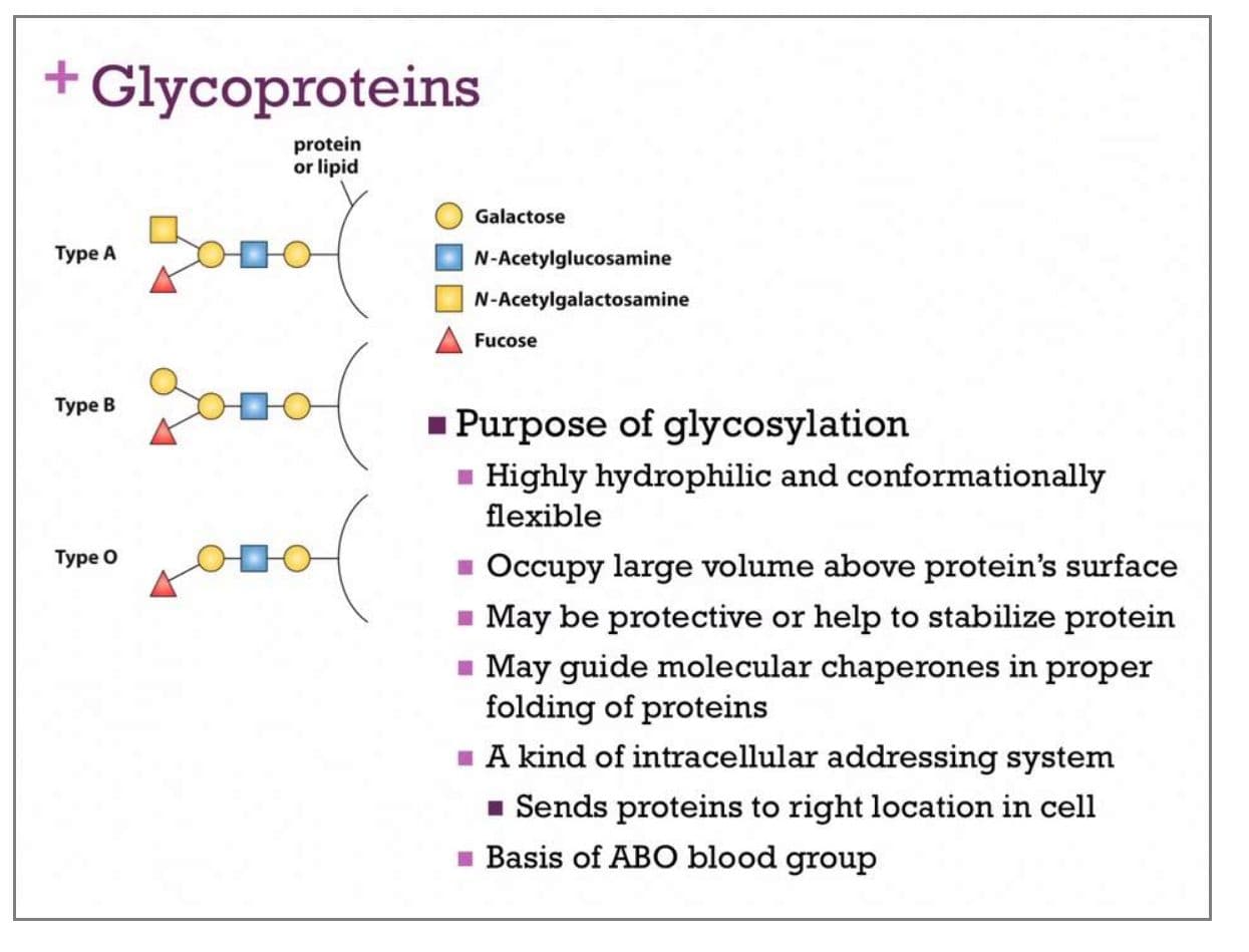 Carbohydrates associated with membrane-bound proteins create a glycoprotein coat.