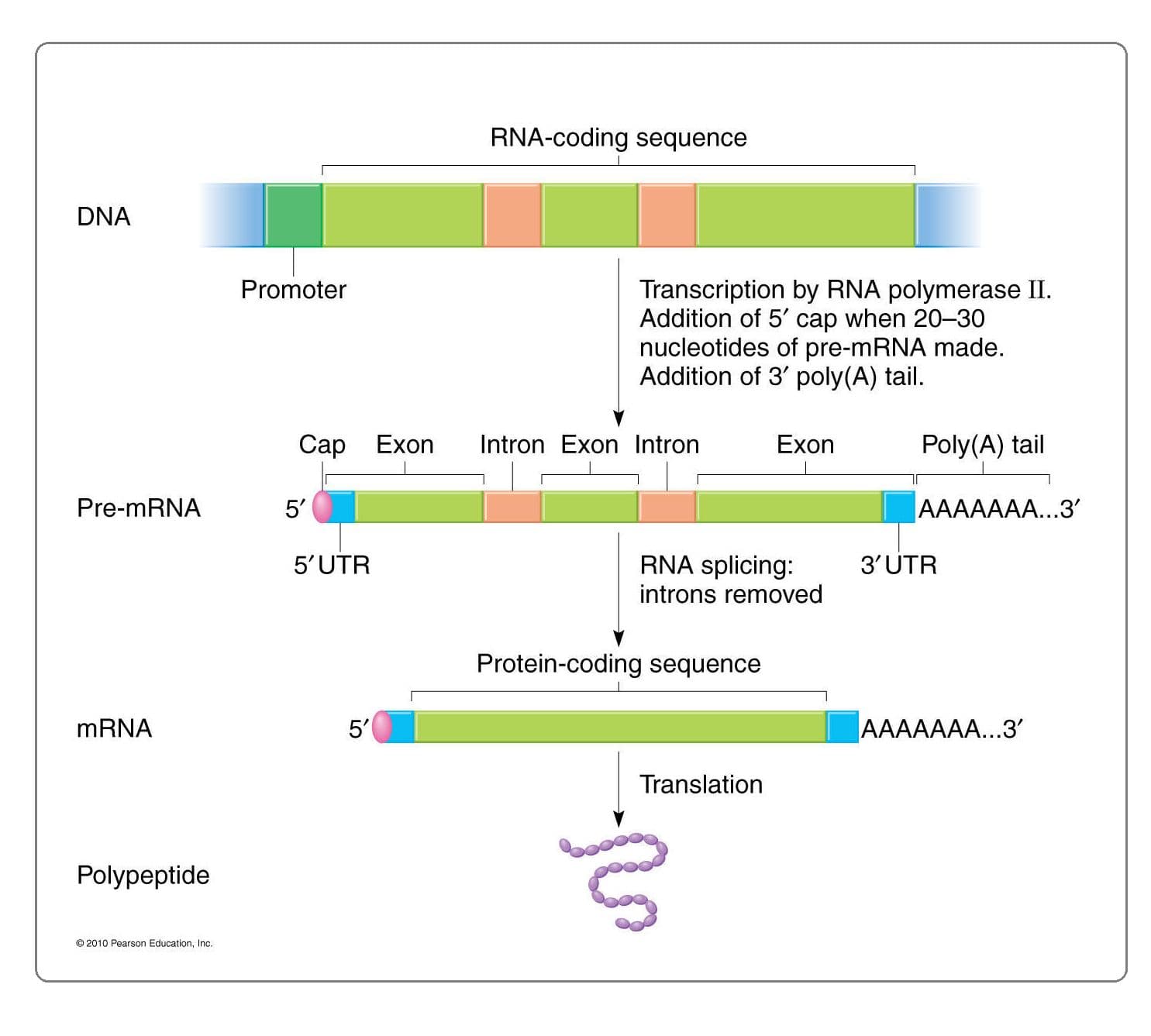 The primary transcript formed is termed heterogeneous nuclear RNA (hnRNA).