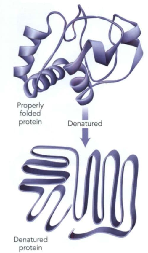When the native conformation is disrupted, the protein is said to be denatured.