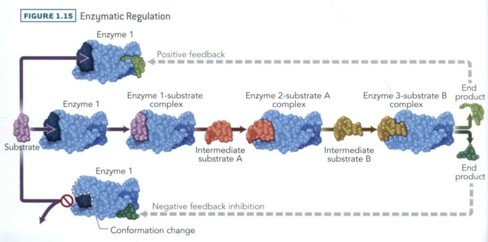 Reversible inhibition is characterized by the ability to replace the inhibitor with a compound of greater affinity or t…