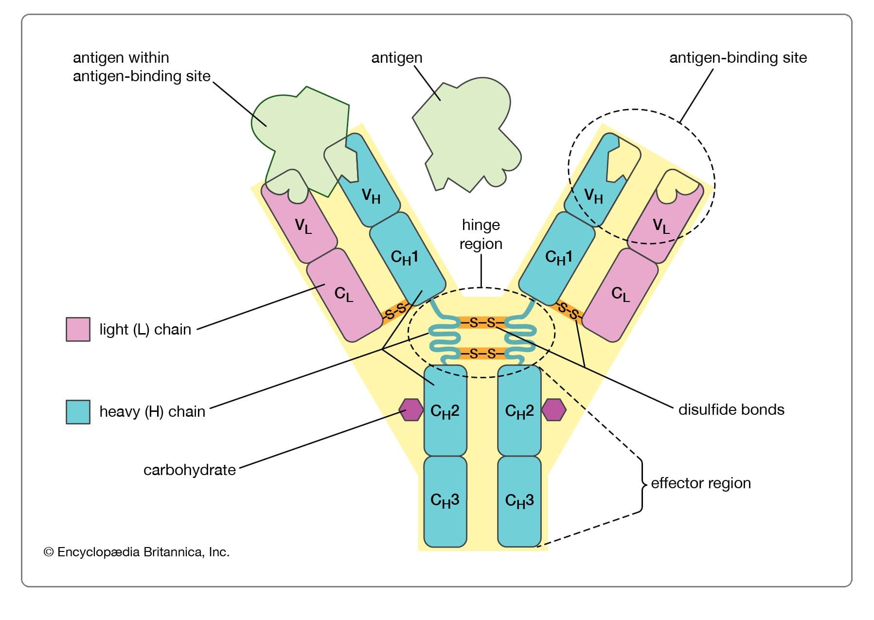 Light and heavy chains are held together by disulfide linkages and noncovalent interactions.