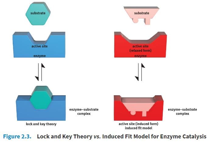 Binding to the active site is explained by the lock and key theory or the induced fit model.